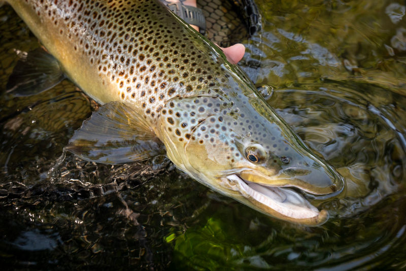 South Holston River Lodge, TN -  image number 3