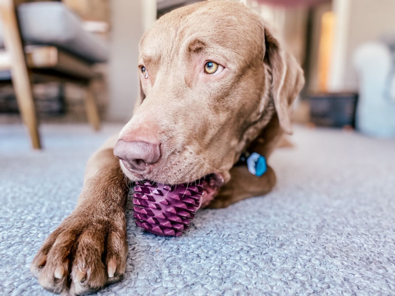 Pinecone Reward Dog Toy -  image number 3