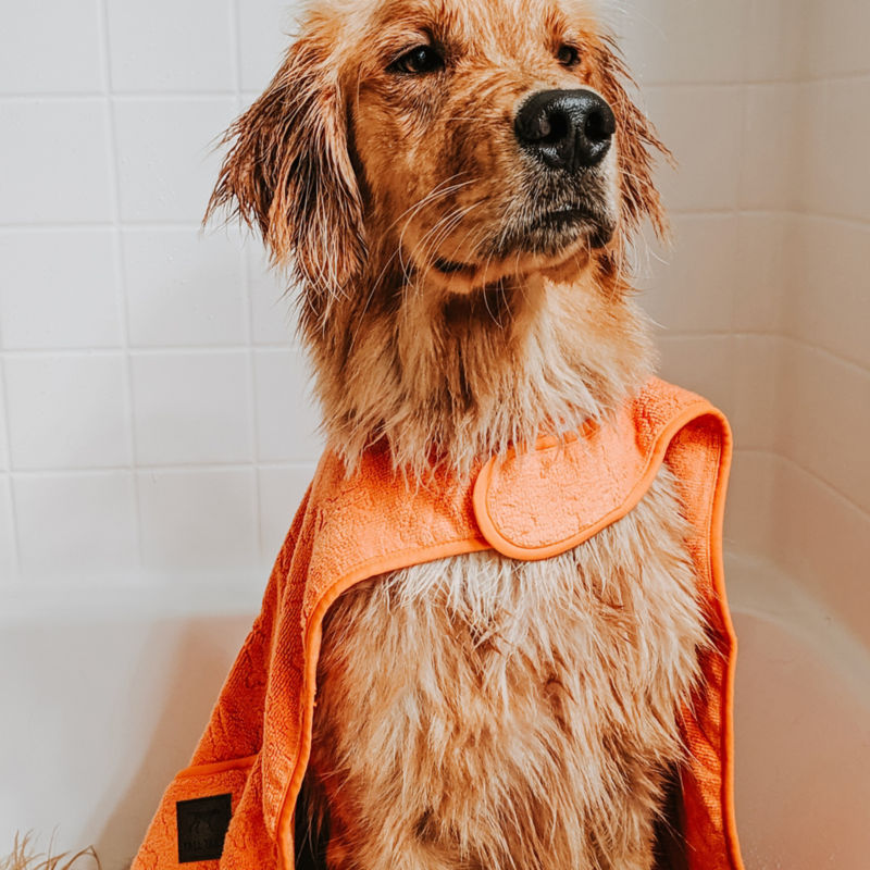 A golden retriever sits in a bathtub while wearing a towel cape.
