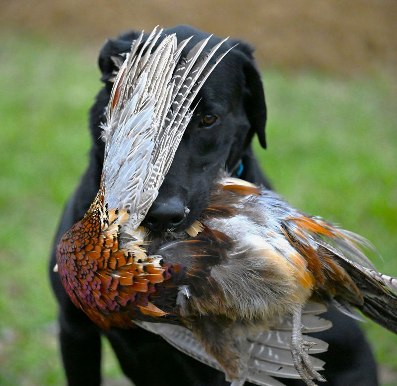 Covey Rise Lodge, LA -  image number 1