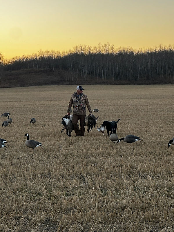 Wingshooting guide, Tyson Tabler, in a field with goose decoys.