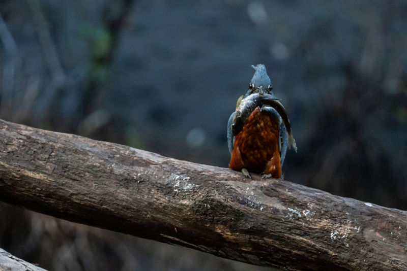 Matapiojo Lodge, Chile -  image number 1