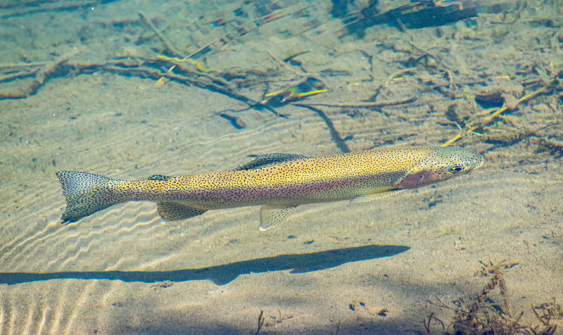 Matapiojo Lodge, Chile -  image number 3