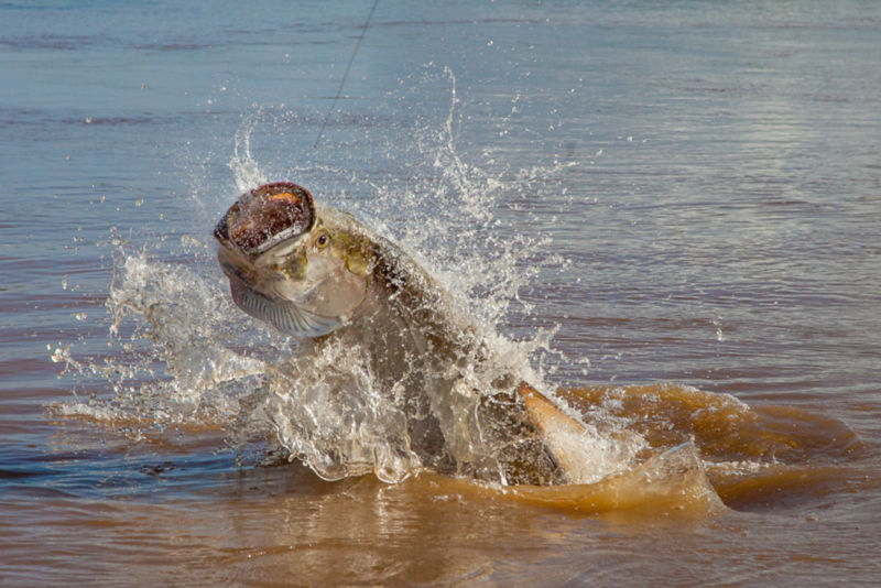 Fly Fishing Costa Rica -  image number 2