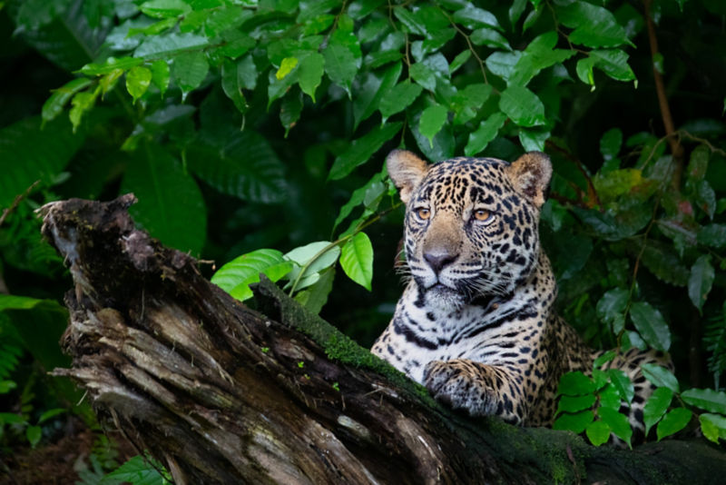 Fly Fishing Costa Rica -  image number 3