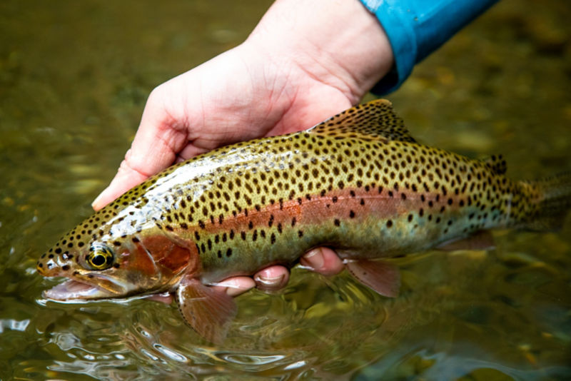 Fly Fishing Costa Rica -  image number 4