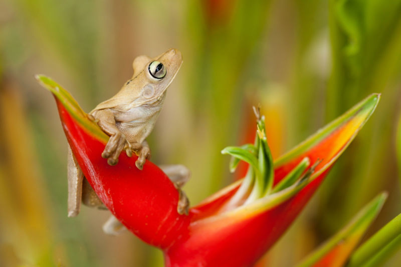 Fly Fishing Costa Rica -  image number 5