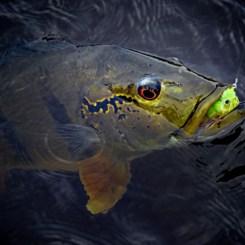 Nomadic Waters Excursions, Brazil -  image number 1