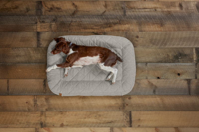 A brown and white dog stretched across their lounger bed
