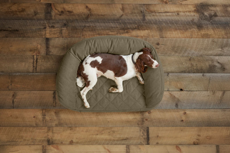 A brown and white dog lounging across their couch bed