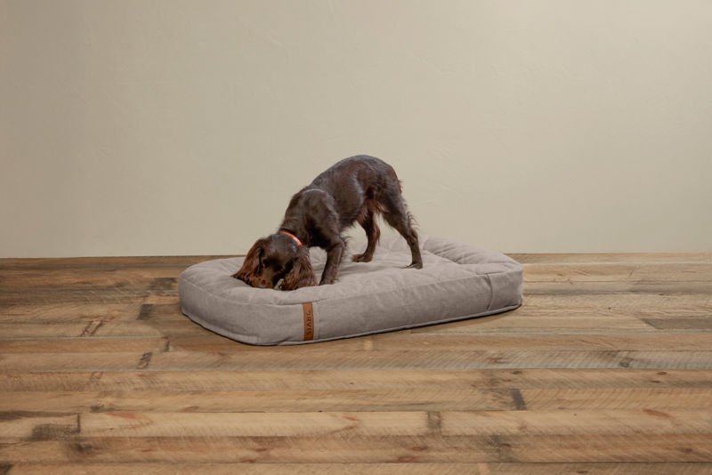 A brown dog nibbling on the corner of their bed.