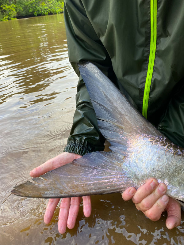 Orvis Week At Jungle Tarpon Reserve -  image number 1