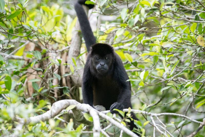 Orvis Week At Jungle Tarpon Reserve -  image number 2
