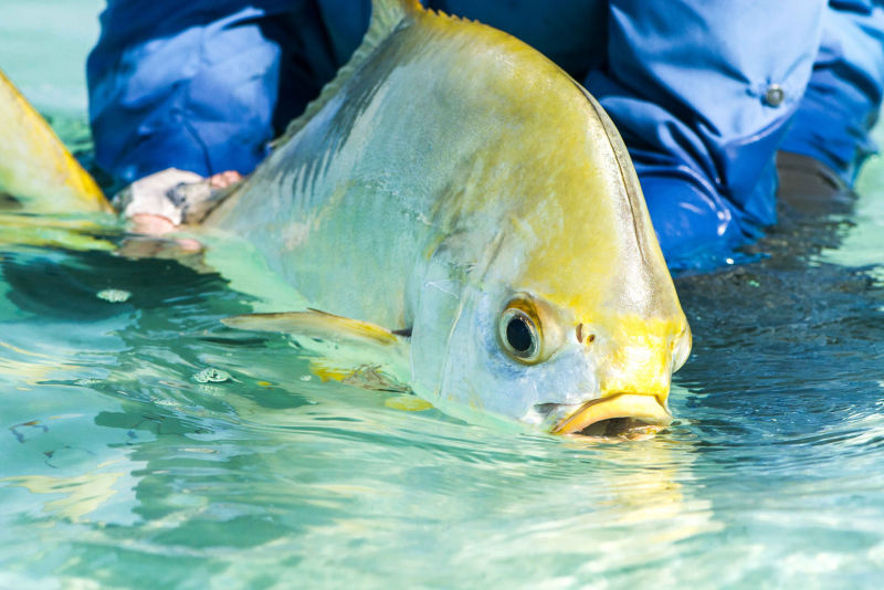Orvis Week In Seychelles With Alphonse Fishing Co. -  image number 4