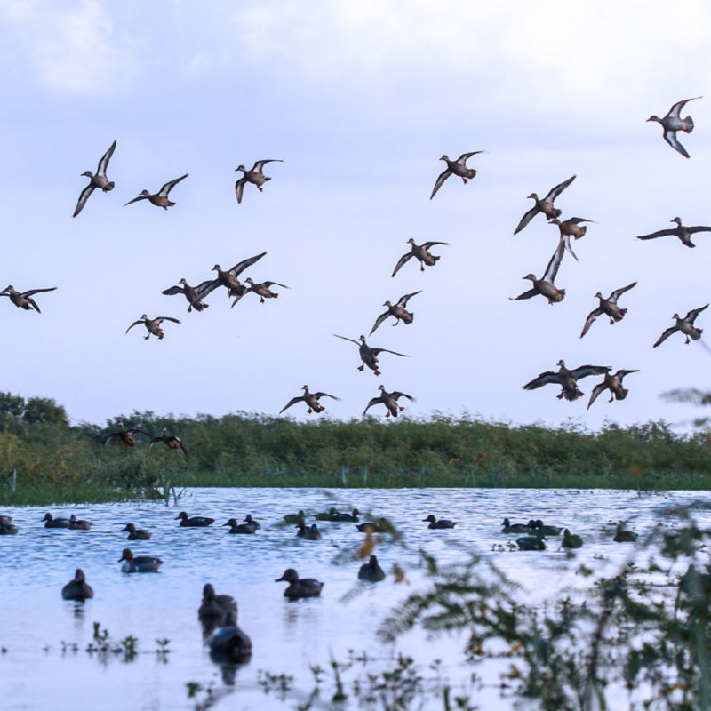 Spread Oaks Lodge, TX - 