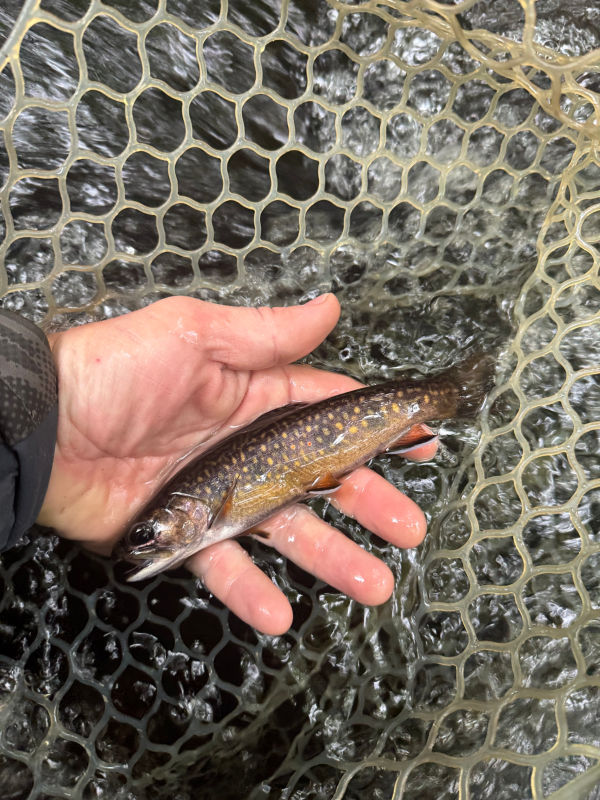 Matt Tempesta&ndash;Tempco Fly Fishing, MA -  image number 5