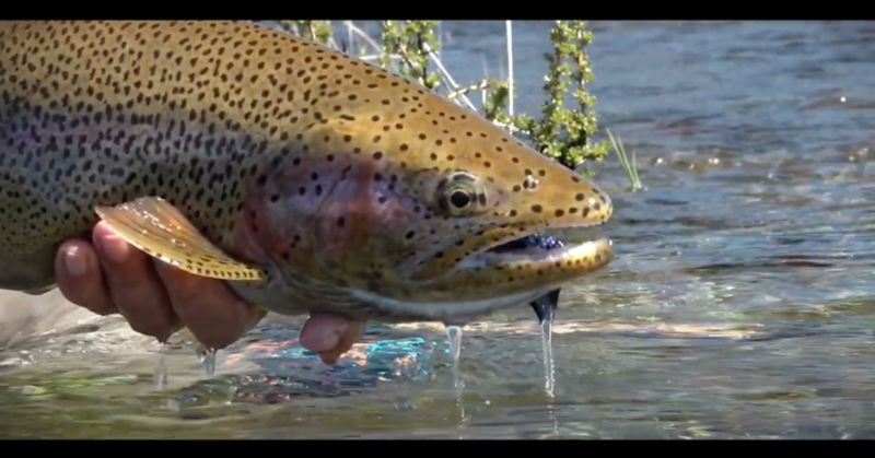 Argentine Waters With Tom Rosenbauer -  image number 4