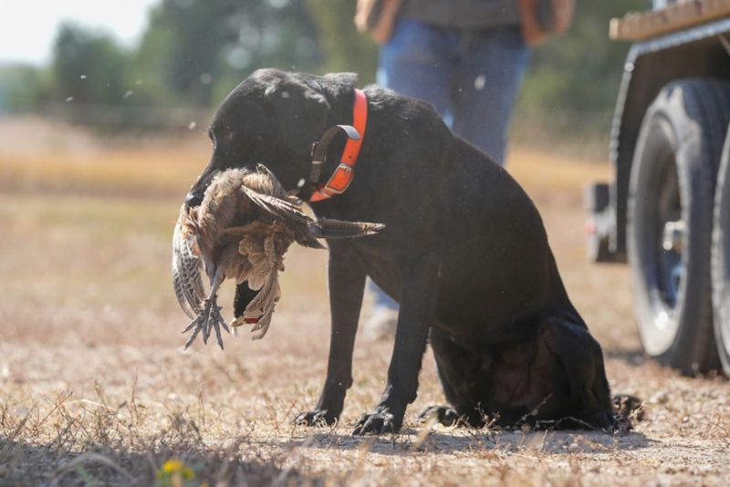 Lazy J Sporting Club, SD -  image number 3