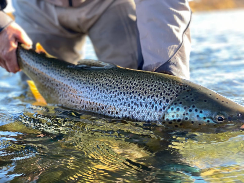 Bravo Sur Lodge -  image number 1