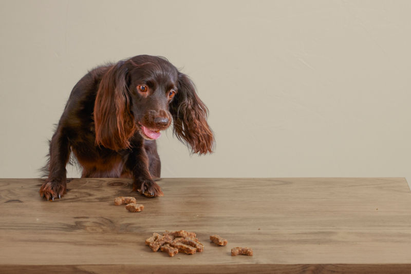 Polkadog Green Monstah Bones -  image number 1