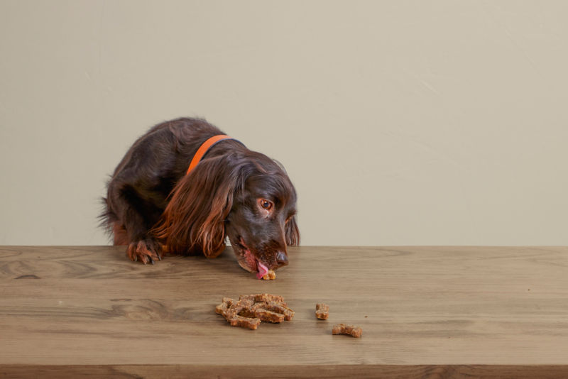 Polkadog Green Monstah Bones -  image number 2