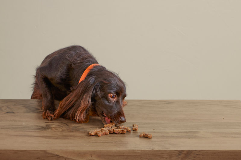 Polkadog Green Monstah Bones -  image number 3