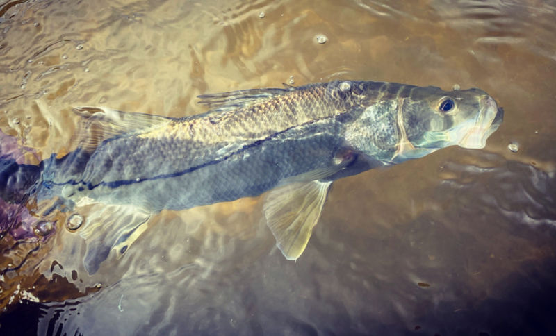 East Central Florida Outfitters -  image number 1