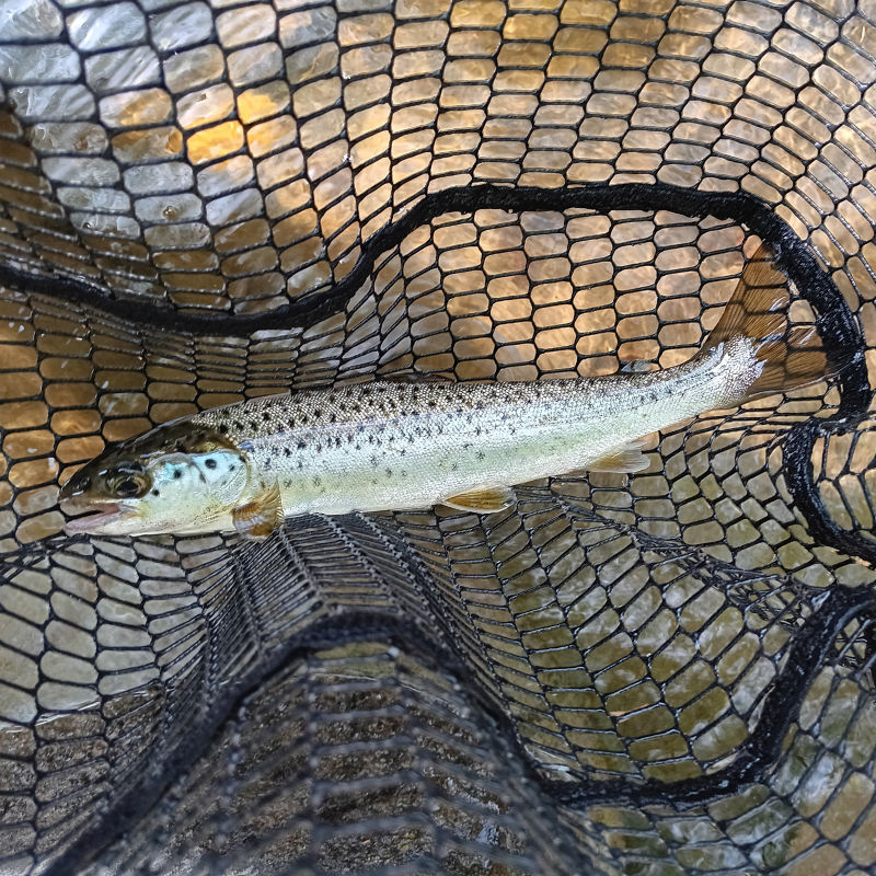 Paul Starring, New Hampshire -  image number 6