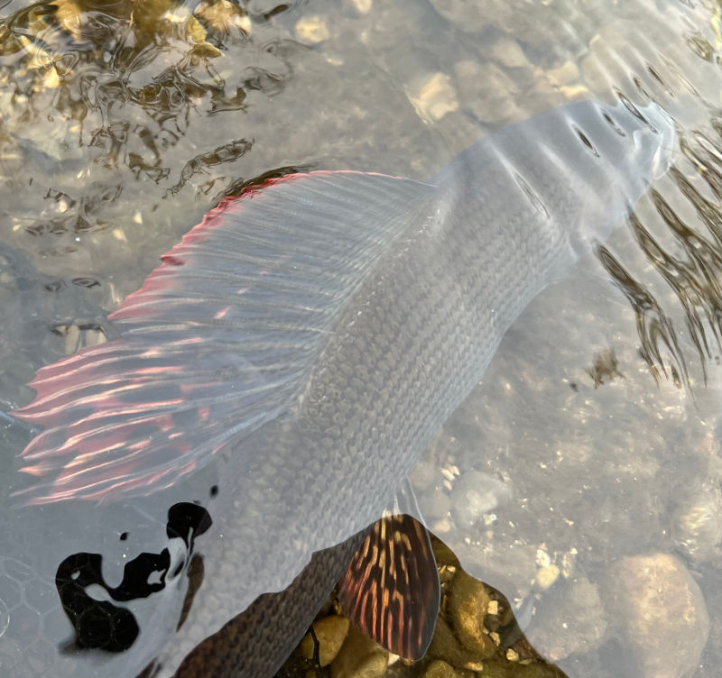 Chad Critchley -  image number 2