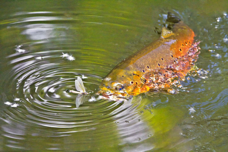 Brett O'Connor, Hampshire -  image number 3