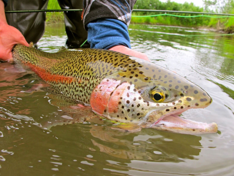 Reel Action Fly Fishing -  image number 3