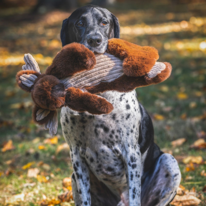 Maple Moose X-Brace&trade; Dog Toy -  image number 2