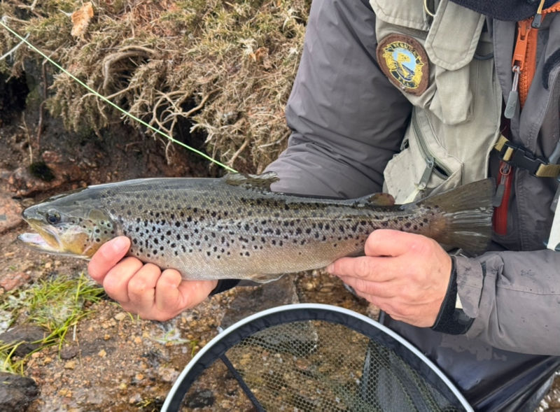 Rodney Wevill -  image number 5