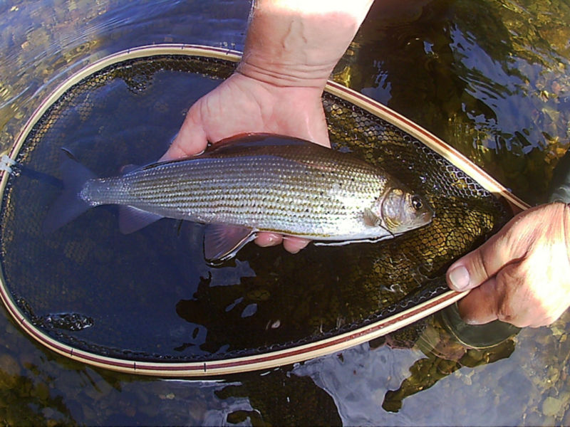 Ian Griffin -  image number 1