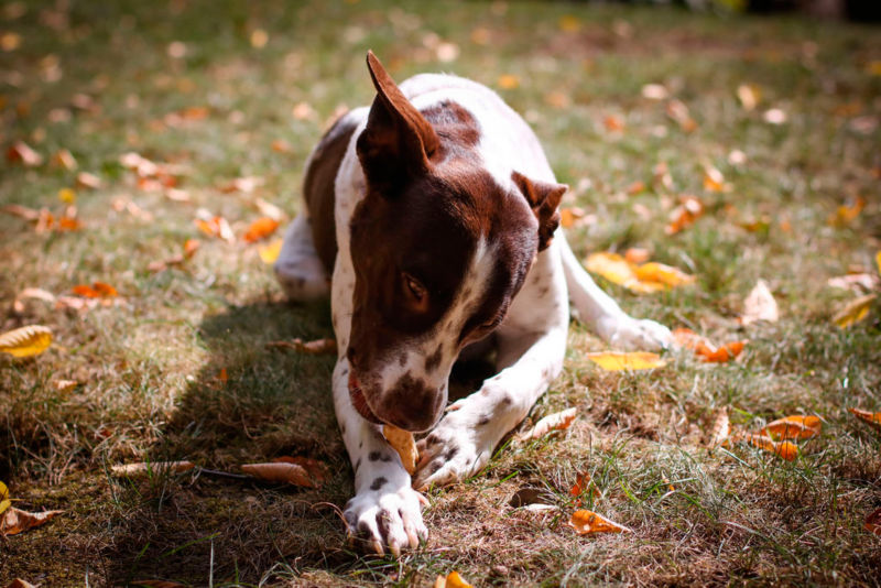 Breedwise Trophy&trade; Dog Dental Chews -  image number 3