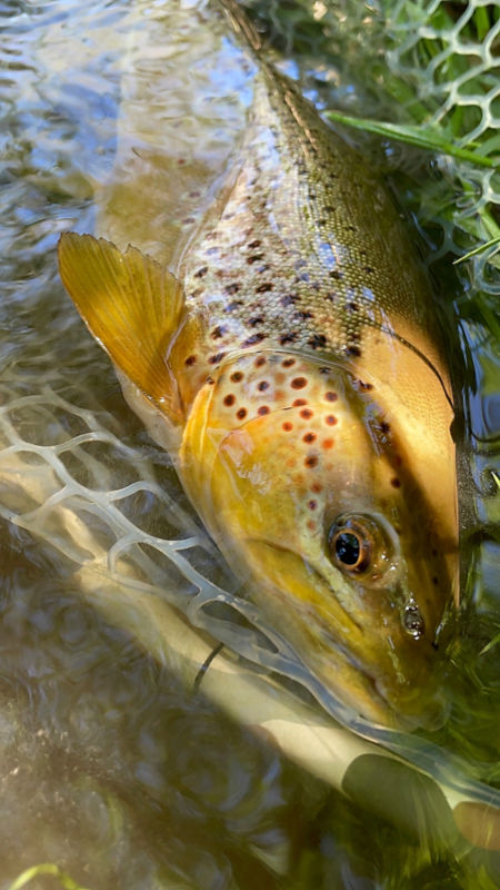 Blue Ridge Summit, PA 2-Day Trout Combination School At Hill Country - 