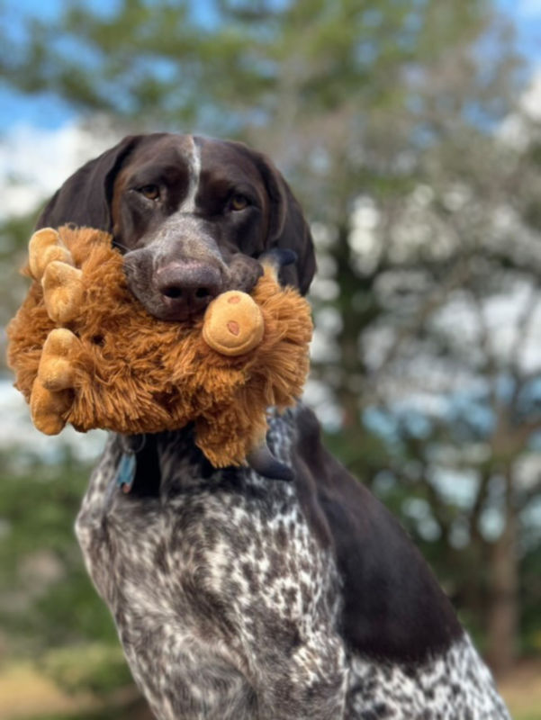 Highland Cow Plush Dog Toy -  image number 2