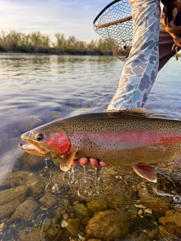 Bighorn Trout Shop, MT -  image number 2