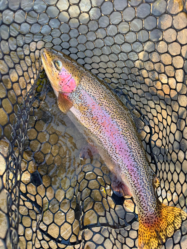 Bighorn Trout Shop, MT -  image number 3