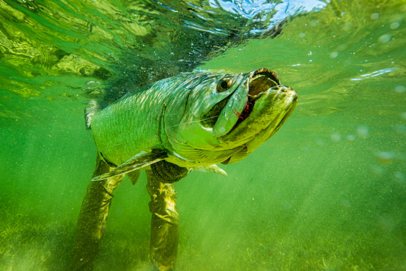 Turneffe Island Resort, Belize -  image number 2