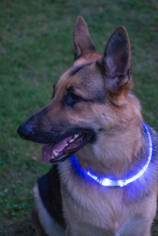 Light-Up Rechargeable Safety Dog Necklace - BLUE image number 1