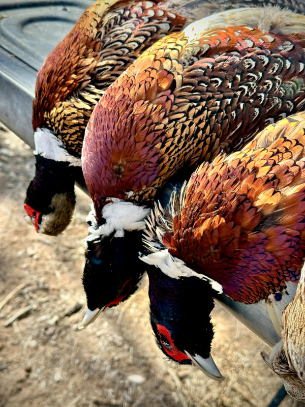 Falcon's Ledge, UT -  image number 5