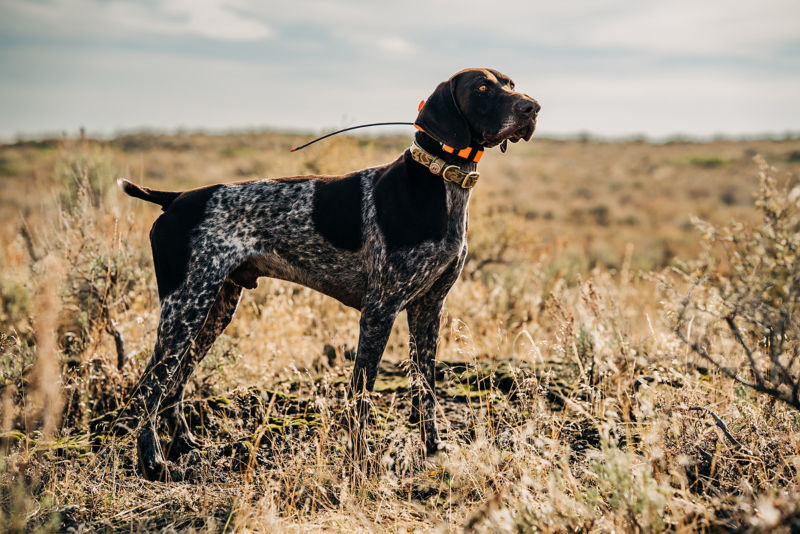 Hunting dog on point in a field wearing a Waterproof Sporting Dog Collar and tracking collar.