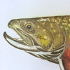 Jeff Currier Frosted Rocks Glass - BROOK TROUT