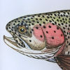 Jeff Currier Frosted Rocks Glass - RAINBOW TROUT