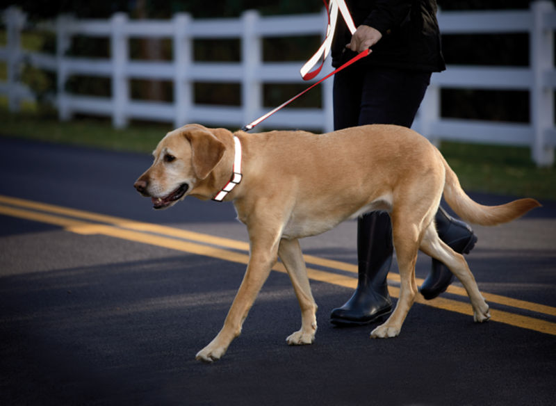 A yellow lab on a reflective leash and collar