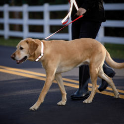 A yellow lab on a reflective leash and collar