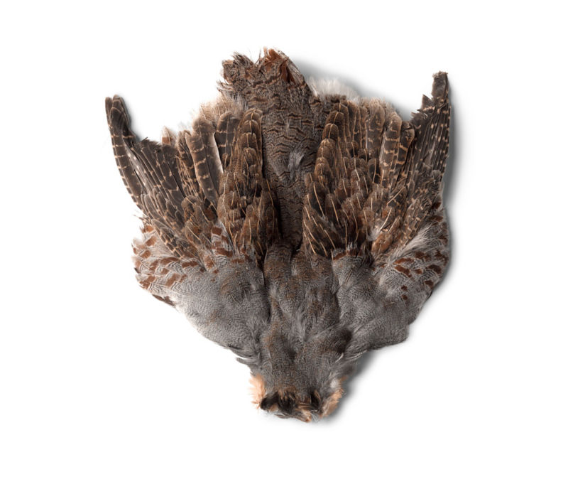 Hungarian Partridge Skins - 