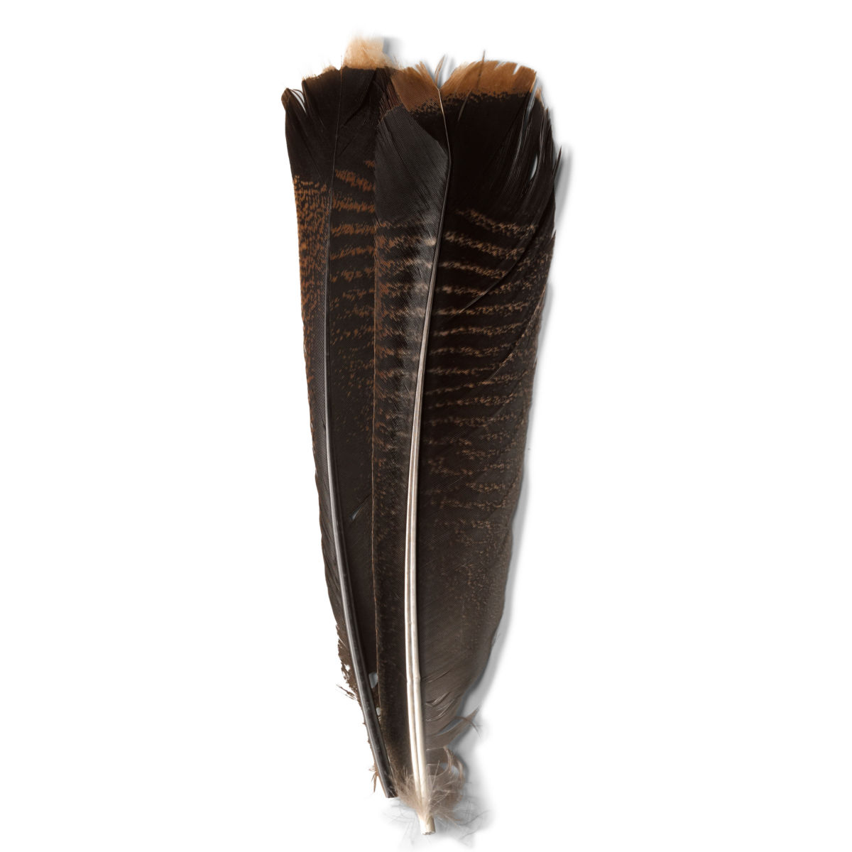 Mottled Turkey Feathers - DARKimage number 0