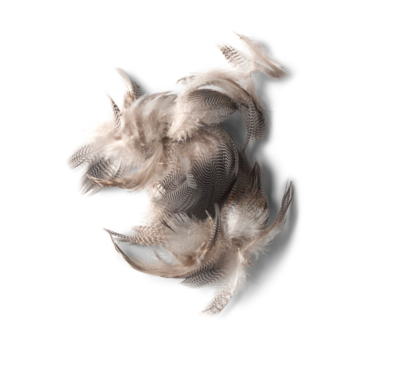 Prime Mixed Waterfowl Flank - 